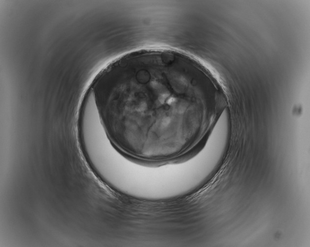 X0000098211327200805151243