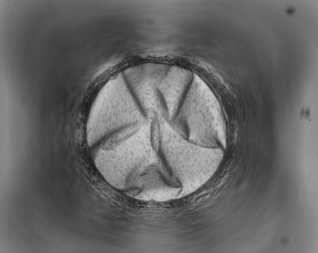 X0000098211350200805151242