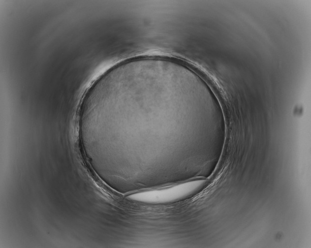 X0000098211367200805151242