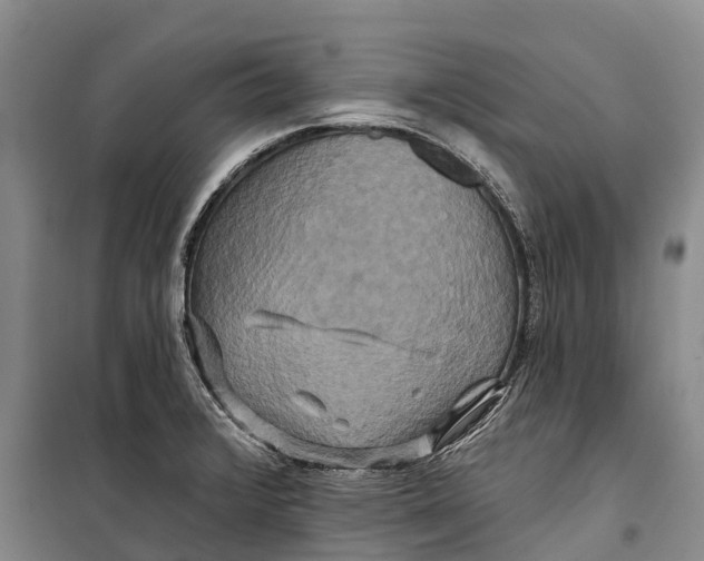 X0000098211376200805151242