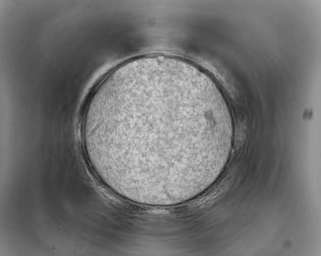 X0000098211462200805151241