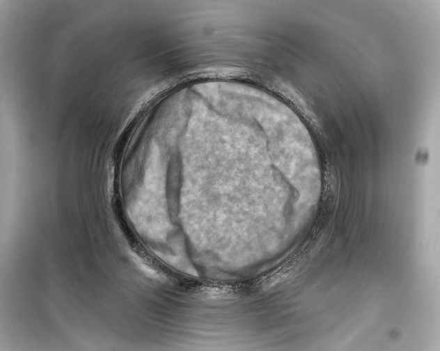 X0000098210110200805221636