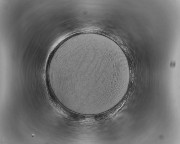 X0000098210196200805221634
