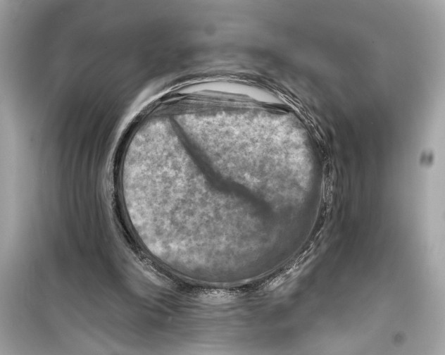 X0000098210198200805221634