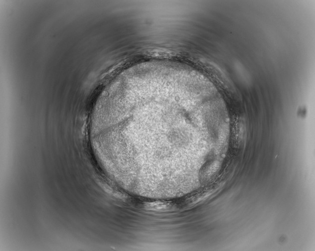 X0000098210511200805221630