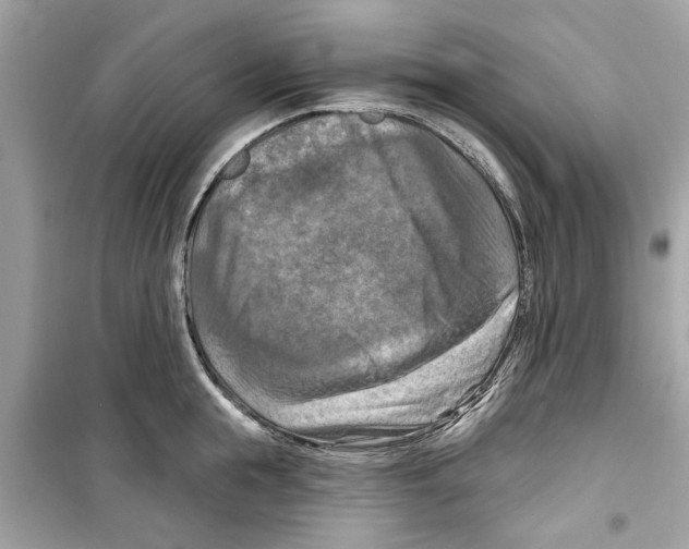 X0000098210855200805221625