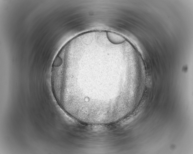 X0000098210903200805221624