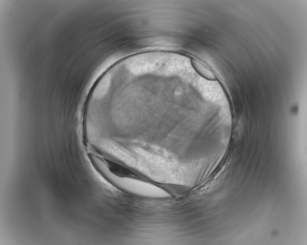 X0000098211243200805221620