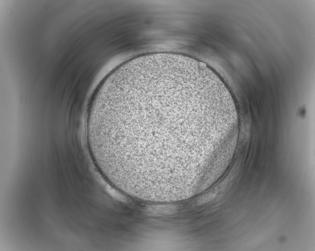X0000098211294200805221619