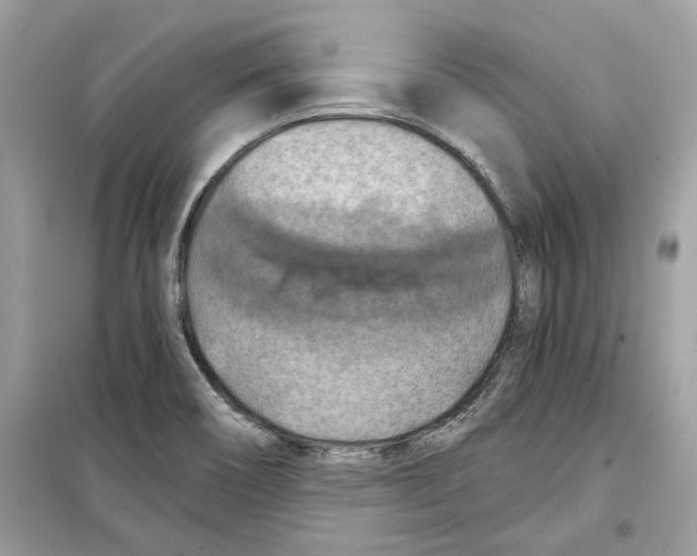 X0000098211466200805221616
