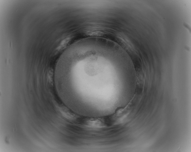 X0000098220175200804241352