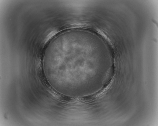 X0000098221259200804241336
