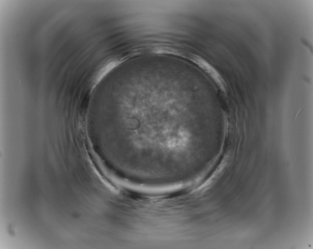 X0000098221385200804241334