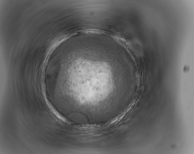 X0000098220049200805011243