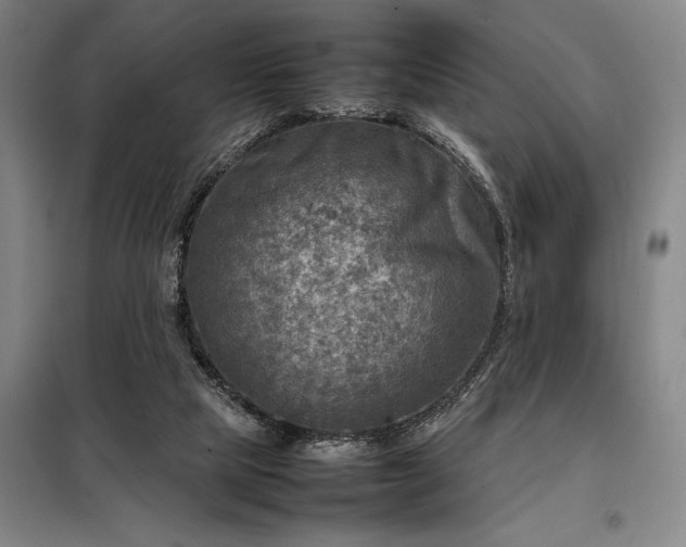 X0000098220065200805011244