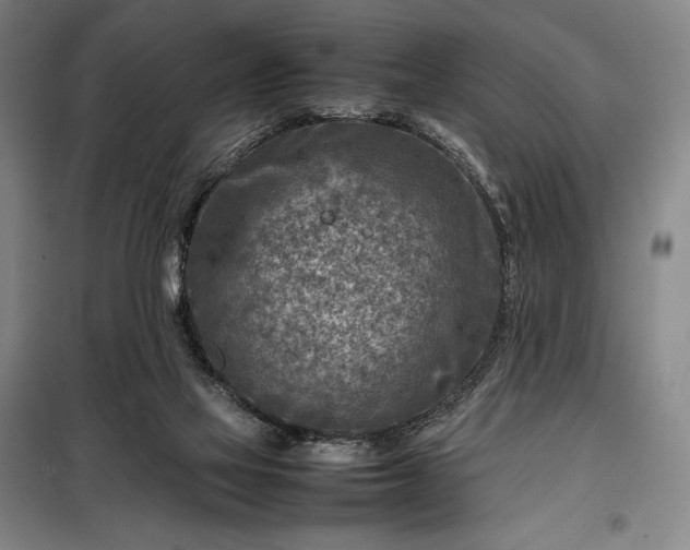 X0000098220069200805011244