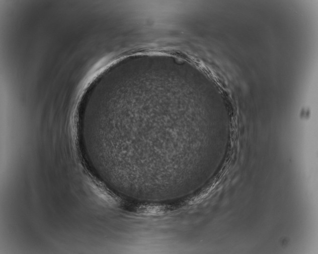 X0000098220295200805011241