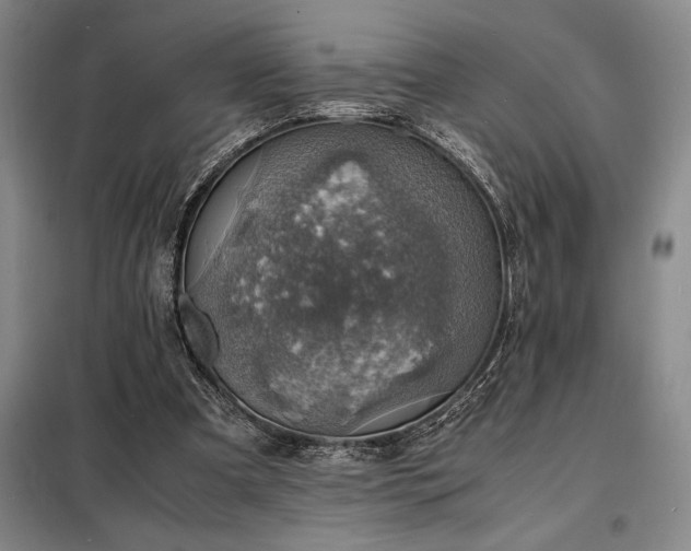 X0000098220297200805011240