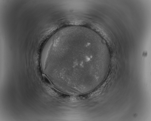 X0000098220305200805011240