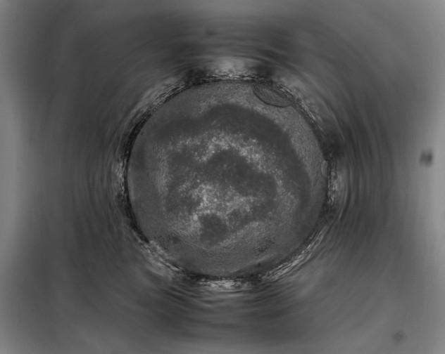 X0000098220473200805011238