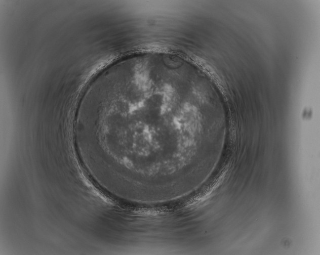 X0000098220625200805011235