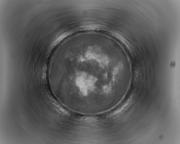 X0000098220778200805011233