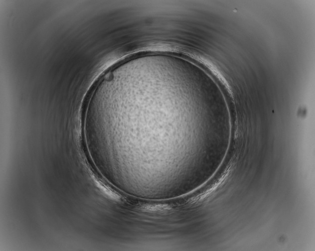 X0000098220837200805011232