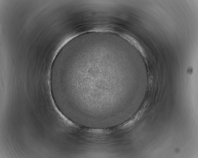 X0000098220855200805011232