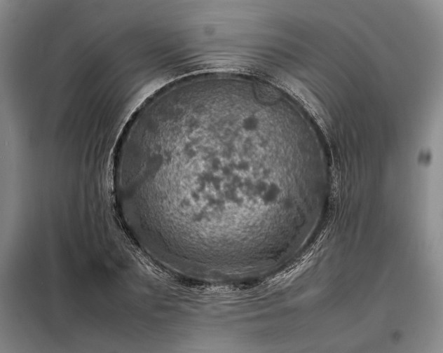 X0000098220883200805011231