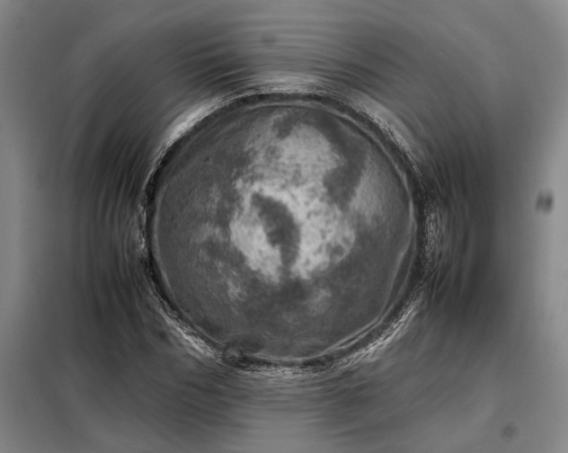 X0000098220970200805011230