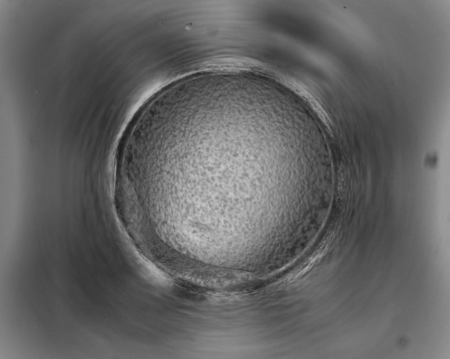 X0000098221083200805011229