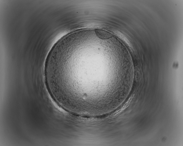 X0000098221087200805011228