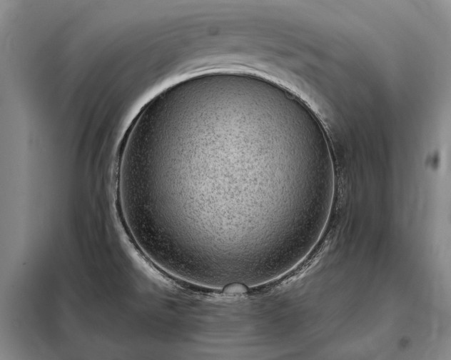 X0000098221526200805011222