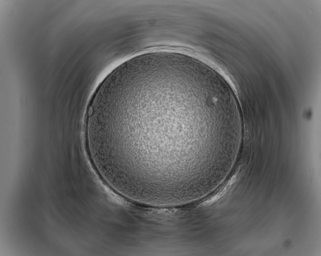 X0000098221533200805011222