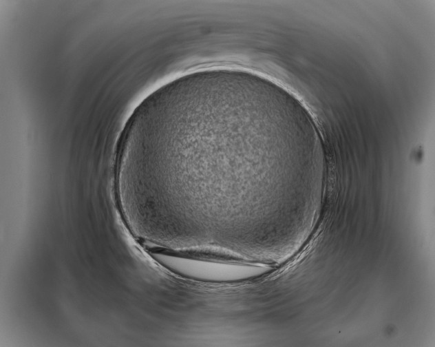 X0000098221534200805011222