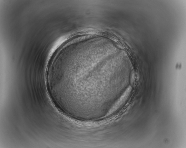 X0000098220006200805081209