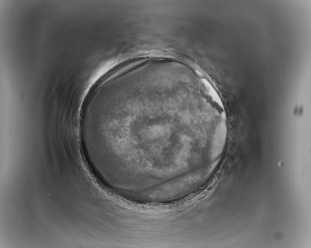 X0000098220008200805081209