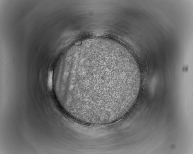 X0000098220028200805081209