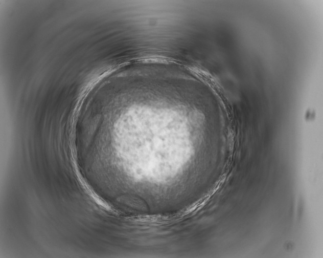 X0000098220049200805081208