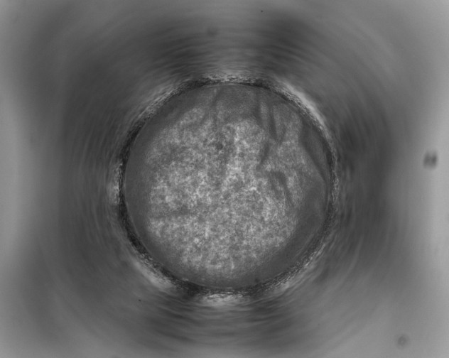 X0000098220065200805081208