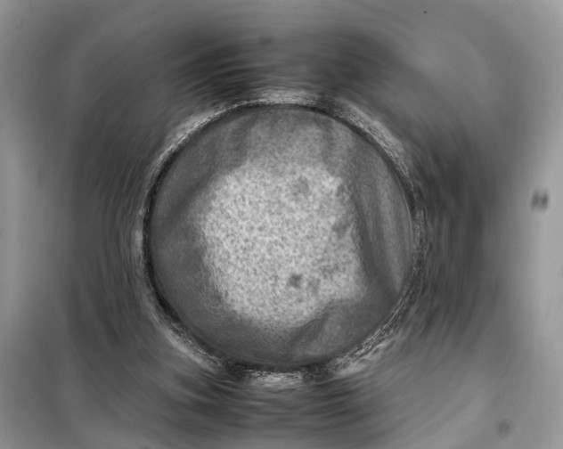 X0000098220155200805081206