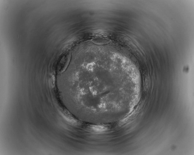 X0000098220183200805081207