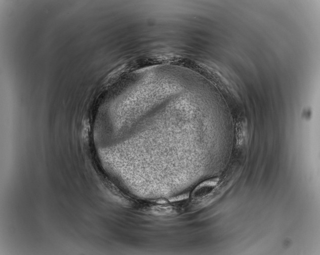 X0000098220279200805081205