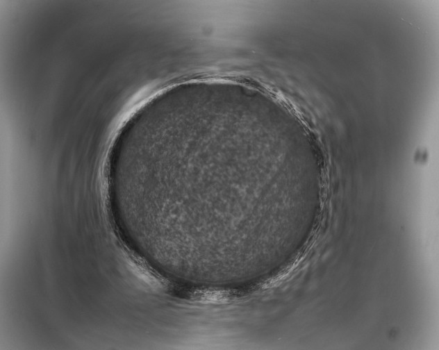 X0000098220295200805081205