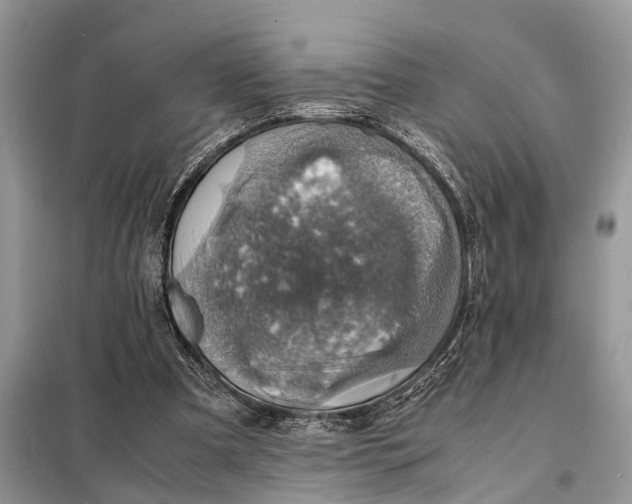 X0000098220297200805081205