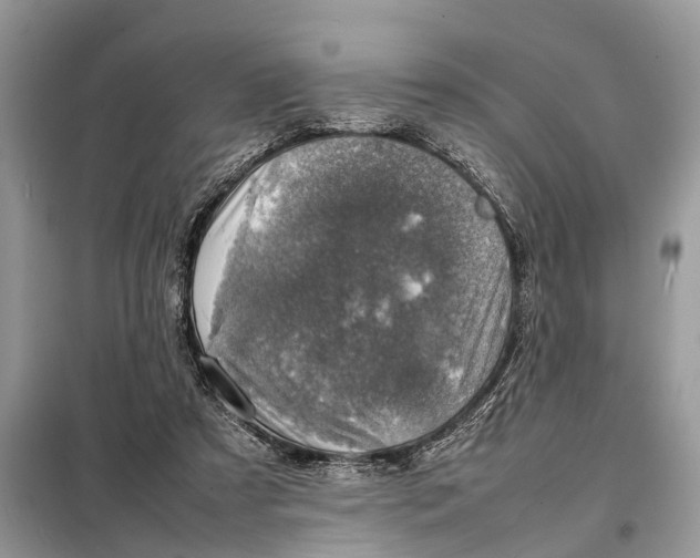 X0000098220305200805081205