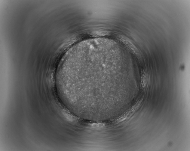 X0000098220426200805081203