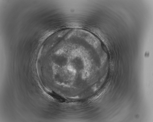 X0000098220433200805081202