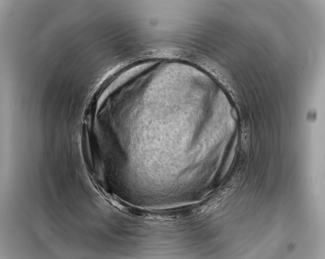 X0000098220434200805081202