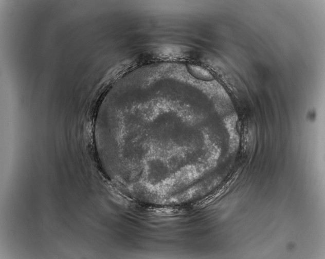 X0000098220473200805081202